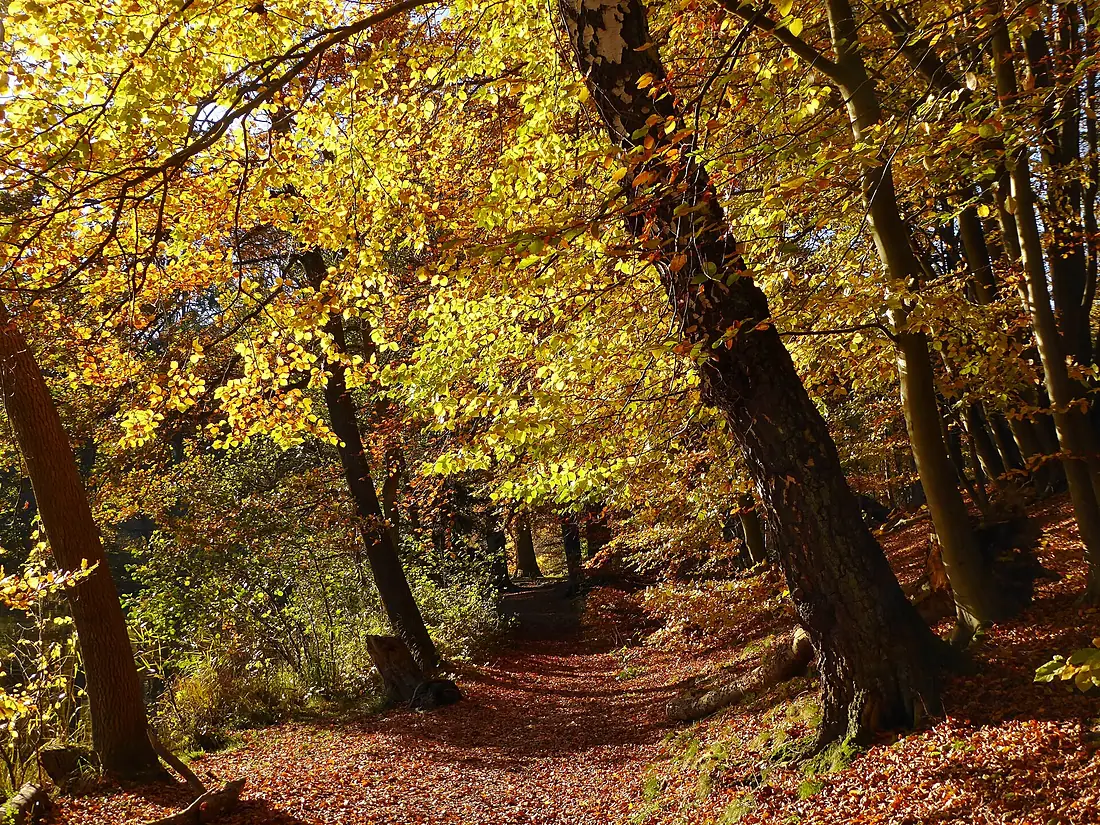 Nordsjælland - trees