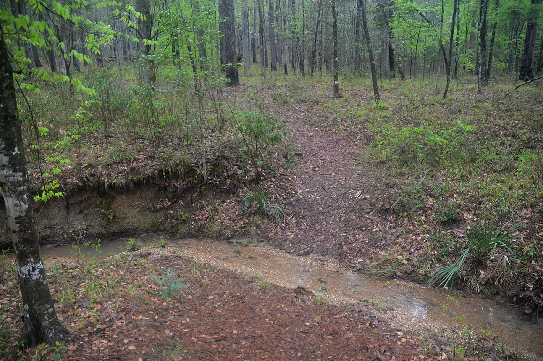 Sabine National Forest, Trail Between the Lakes, with hiker, Texas