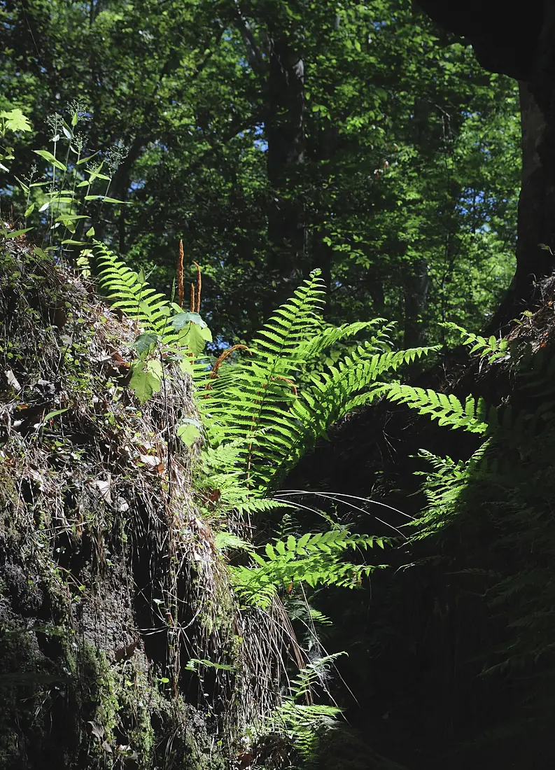 Box canyon wall with Mitchella repens