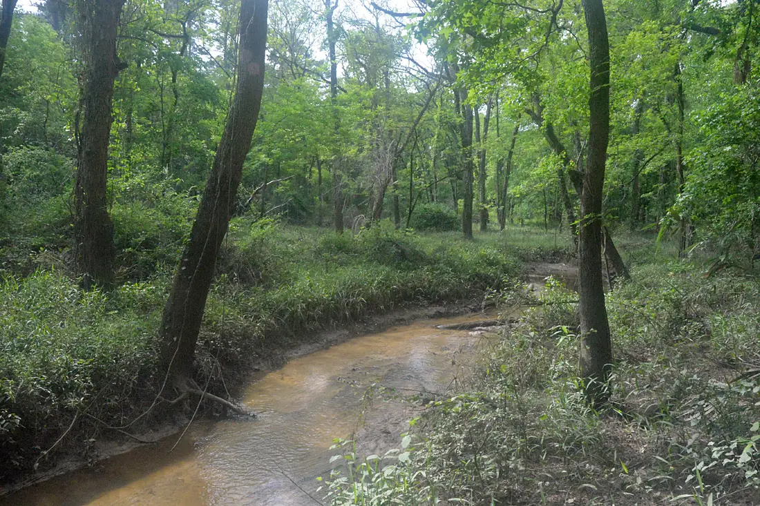 Lone Star Hiking Trail, Sam Houston National Forest