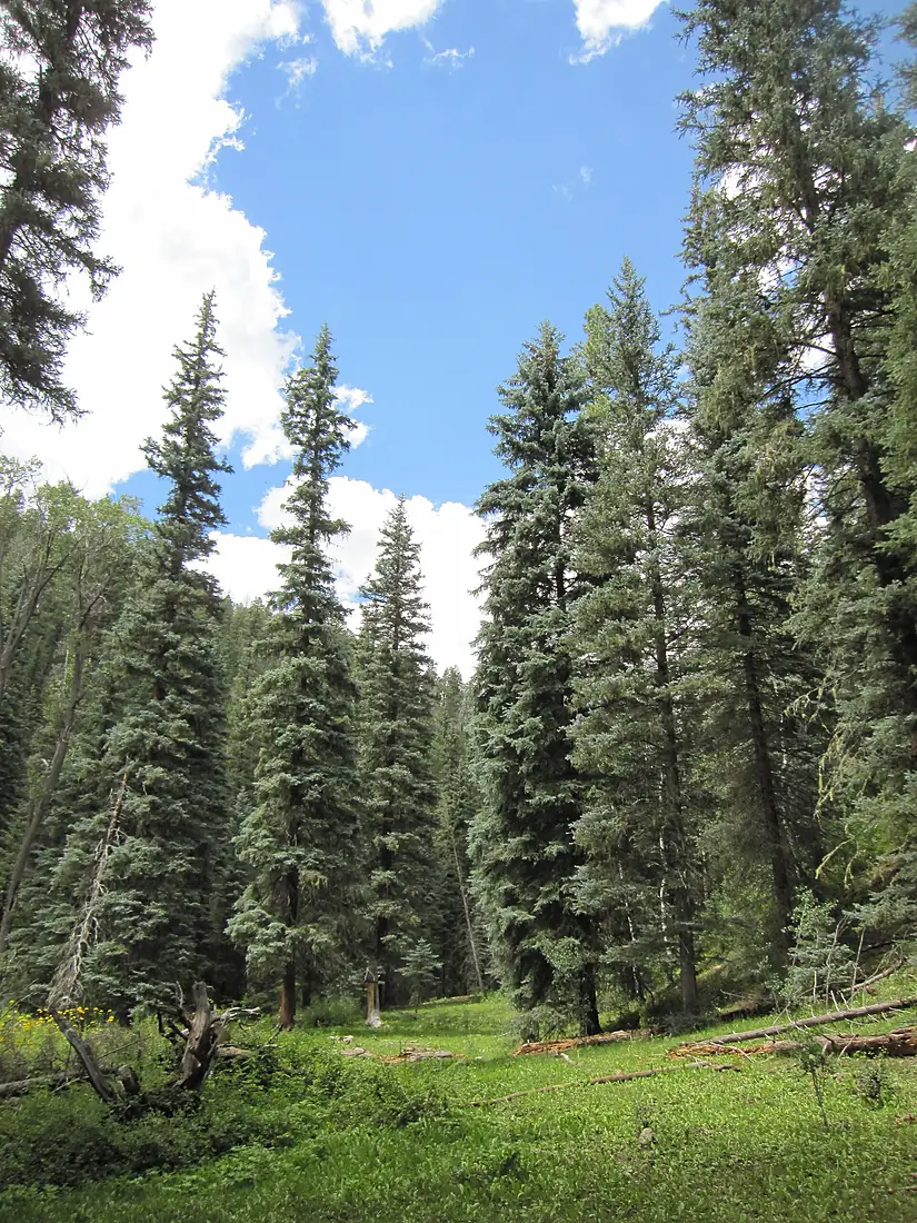 Blue Spruce (15905530369)