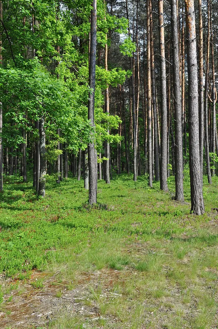 Puszcza Sandomierska - okolice Mielca - 2011-05-22 - 002