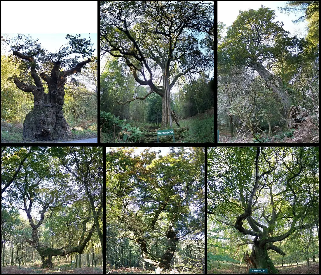 Six-named-oaks-savernake