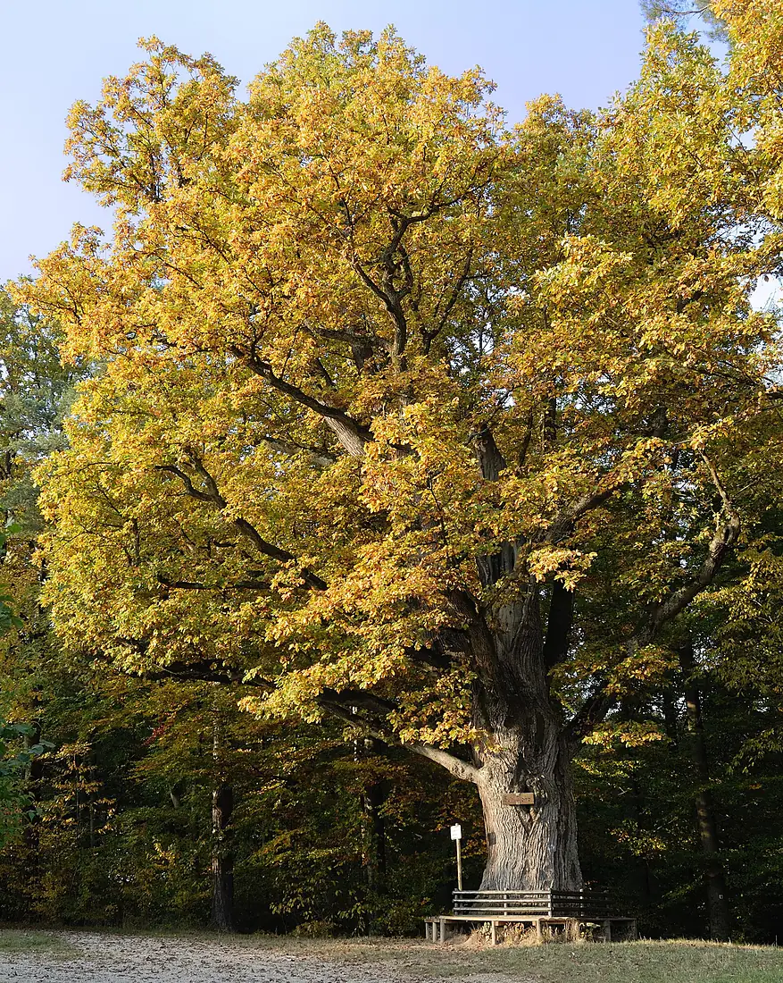 Bühleiche Plochingen-Stumpenhof