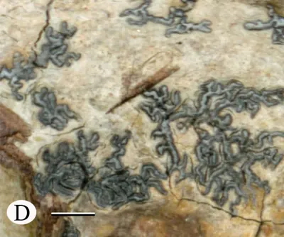 Sarcographa glyphiza