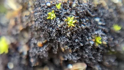 Scytinium pulvinatum
