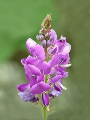 Asian ticktrefoil