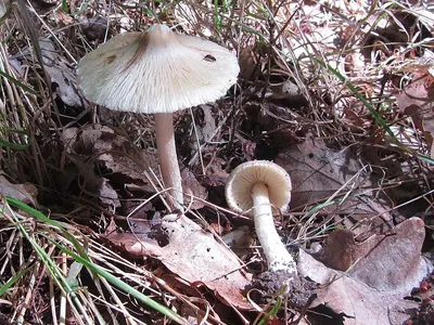 Pseudosperma rimosum