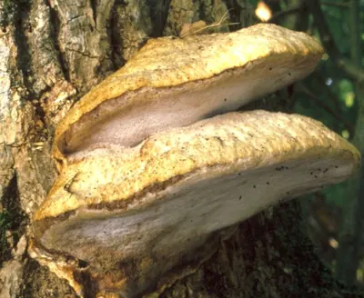 Pappia fissilis