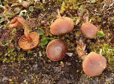 Cortinarius desertorum