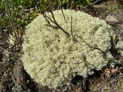 Cladonia arbuscula