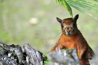 Notosciurus granatensis