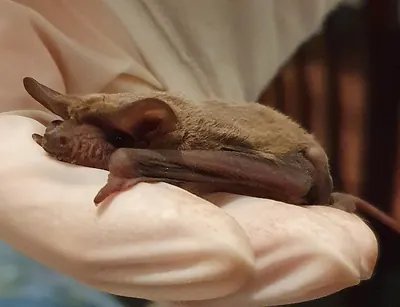 Ozimops planiceps