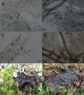 Polyozellus sciastrus