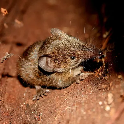 Cowan’s Shrew Tenrec