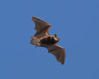 Big brown bat