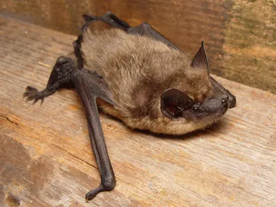 Common Serotine