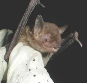 Cave Myotis