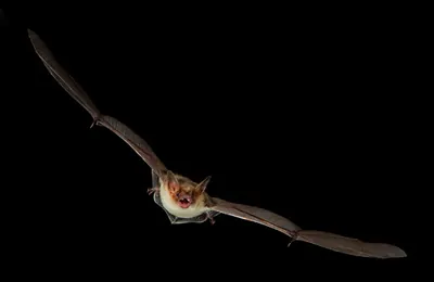 Lesser Mouse-eared Myotis