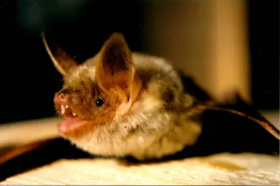 Large Mouse-eared Bat