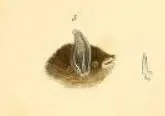 Silver-tipped Myotis.