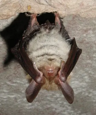 Bechstein’s Myotis