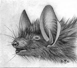 Black Myotis.