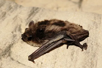 Pond Myotis