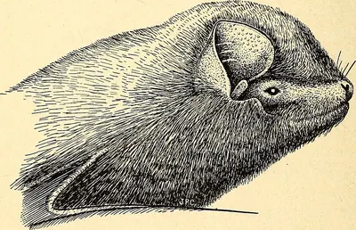 Greater Long-fingered Bat