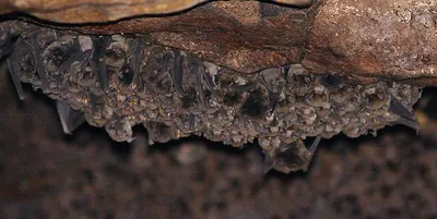 Little Long-fingered Bat