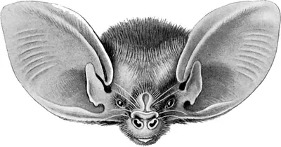 Lesser Long-eared Bat