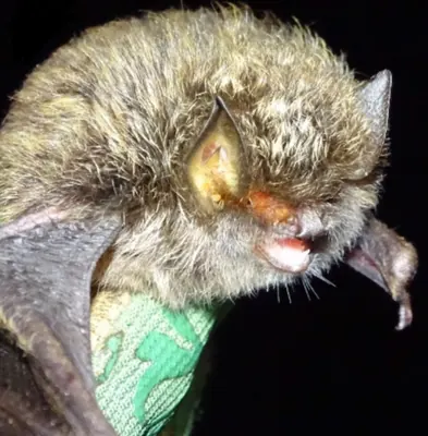Silvery Woolly Bat