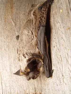 Parti-coloured bat, parti-coloured bat
