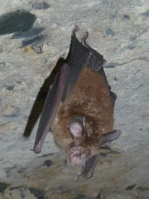 Smaller Horseshoe Bat