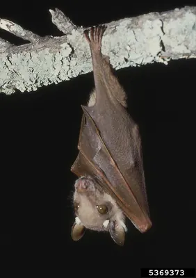 Wahlberg's Epauletted Fruit Bat