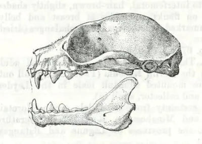 Dusky Fruit Bat