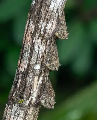 Proboscis Bat