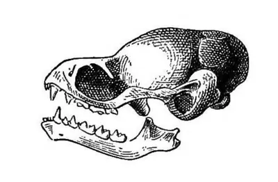 Lesser sheath-tailed bat