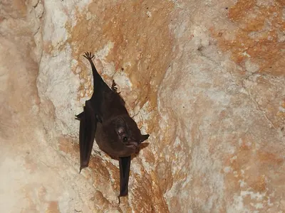 Thomas's Sac-winged Bat
