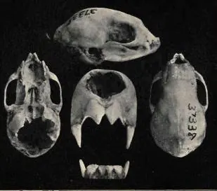 Hairy-legged Vampire Bat