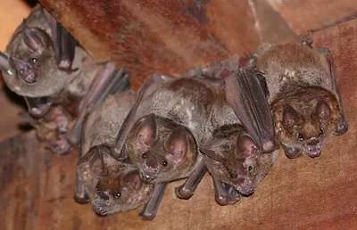 Seba's Short-tailed Bat hiolt