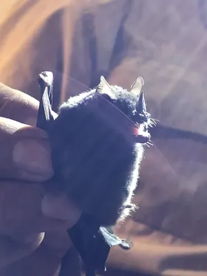 Chestnut Short-tailed Bat