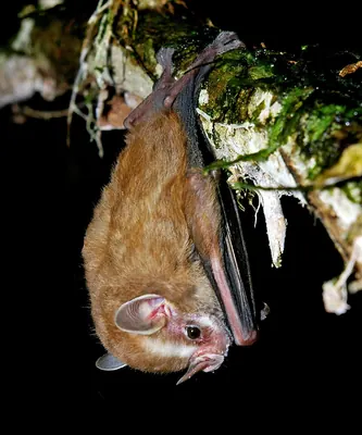 Southern Little Yellow-eared Bat