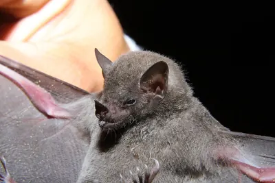 Gray’s Long-tongued Bat