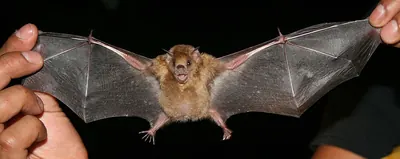 Little Yellow-shouldered Bat