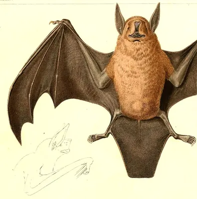 Lesser Bulldog Bat