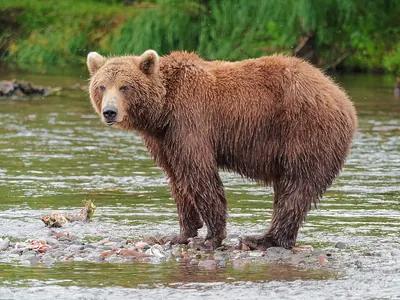 Grizzly Bear