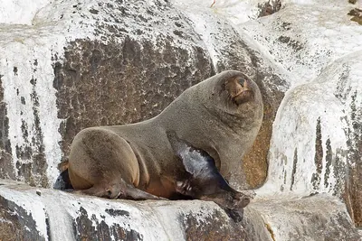 South African Fur Seal