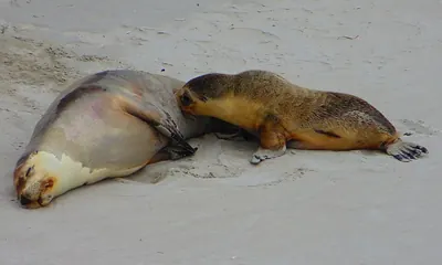 Australian Sea Lion