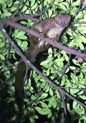 African palm civet